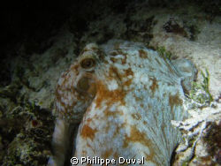 Night dive from Xpuha, mexico. by Philippe Duval 